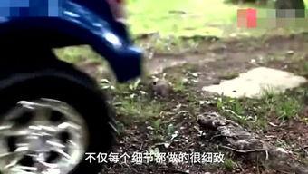 遛鸟达人在线视频观看,解锁鸟类互动新境界